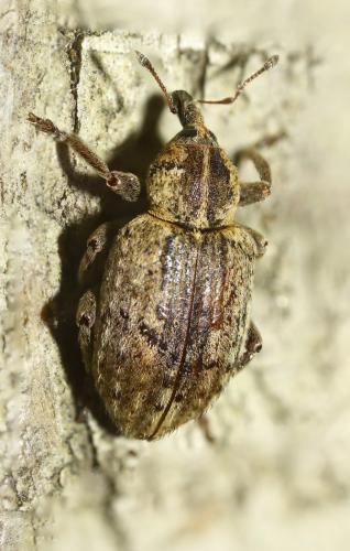 Réf. 298 235 : Hypera sp.
